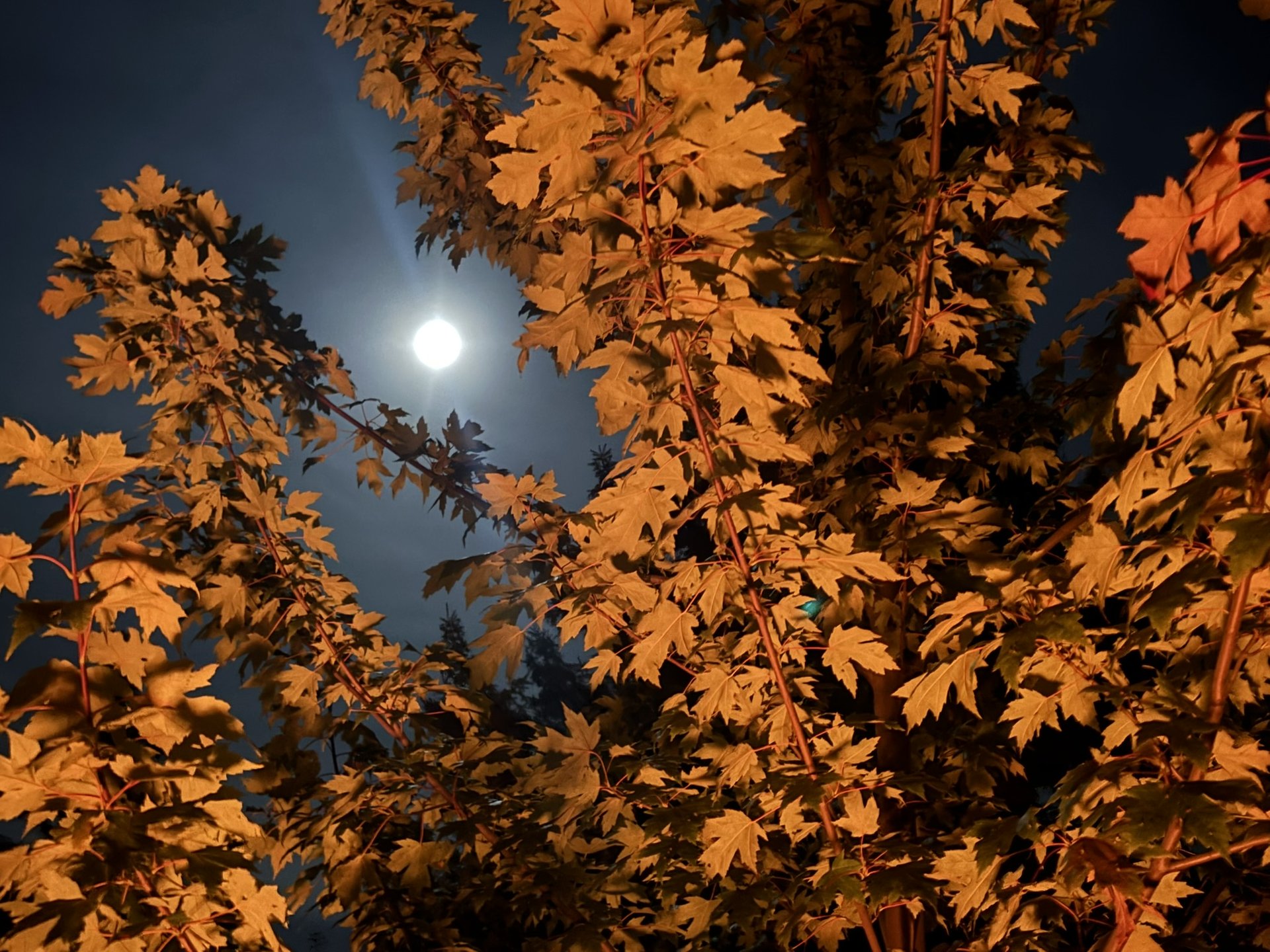 Montmagny (fall) 19